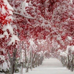 Meet your Posher, Svetlana